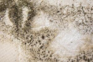 close up of danger black mold on bed sheet material photo