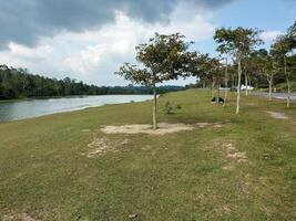 Khao Yai National Park at Nakhon Ratchasima Province in Thailand photo