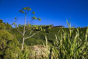 The beautiful Coffee Cultural Landscape of Colombia declared as a World Heritage Site in 2011 photo