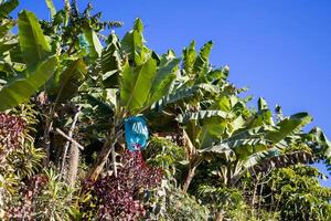 Plantain and coffee plantations in the Caldas region of Colombia. Plantain used to provide shade for coffee cultivation. photo