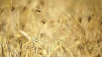 Vast yellow wheat field, abundant crop, agriculture, rural landscape, golden wheat expanse. Organic agriculture harvesting agribusiness concept. Slow motion, close-up video