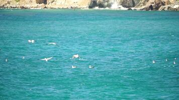 un rebaño de gaviotas mosca en calentar puesta de sol cielo terminado el océano. siluetas de gaviotas volador en lento movimiento con el mar en el antecedentes a puesta de sol. noche. nadie. libertad concepto video