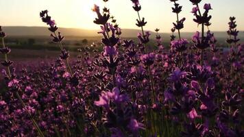 fioritura lavanda nel un' campo a tramonto. Provenza, Francia. vicino su. selettivo messa a fuoco. lento movimento. lavanda fiore primavera sfondo con bellissimo viola colori e bokeh luci. video