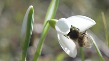 Snowdrop pollinated by bee during early spring in forest. Snowdrops, flower, spring. White snowdrops bloom in garden, early spring, signaling end of winter. Slow motion, close up, soft focus video