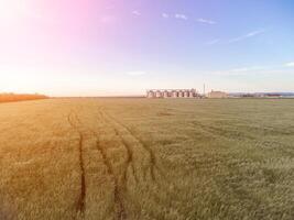 Grain silos on a green field background with warm sunset light. Grain elevator. Metal grain elevator in agricultural zone. Agriculture storage for harvest. Aerial view of agricultural factory. Nobody. photo