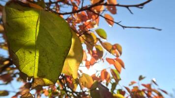 maduro caquis adornar árbol sucursales. caquis colgar desde árbol ramas con vibrante hojas en besado en otoño jardín, exhibiendo naturaleza estacional transición. orgánico agricultura producción. eco agricultura video