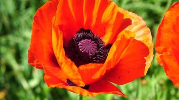 rosso papavero fiore testa vicino su di petalo. papaveri nel il prato selvaggio papavero campo, oscillante di vento. macro. avvicinamento di fioritura papaveri. radura di rosso papaveri. morbido messa a fuoco sfocatura. papaver sp. video