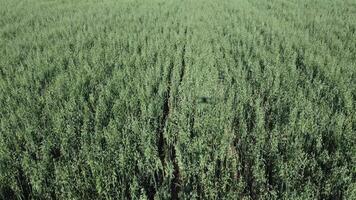 aereo Visualizza su verde avena campo nel campagna. campo di Grano soffiaggio nel il vento a soleggiato primavera giorno. orecchie di orzo Ritaglia nel natura. agronomia, industria e cibo produzione. video