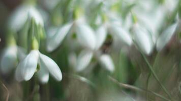 Schneeglöckchen, Blume, Frühling. Weiß Schneeglöckchen blühen im Garten, früh Frühling, Signalisierung Ende von Winter. video