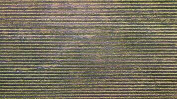 aereo Visualizza di vigneti campo piantagione su tramonto. cinematico fuco aereo Visualizza su verde montanaro valle campagna. eco agricoltura nel selvaggio natura paesaggio. turismo, viaggio concetto. video