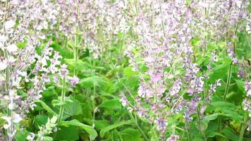 campo de hierba sabio - salvia esclarea en floración, cultivado a extraer el esencial petróleo y Miel. granjero orgánico campo con florecer sabio plantas, relajante naturaleza vista. cerca arriba. selectivo enfocar. video