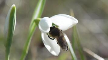 bi pollinerar snödroppe under tidigt vår i skog. snödroppar, blomma, vår. honung bi, apis mellifera besöker först snödroppar på tidigt vår, signal- slutet av vinter. långsam rörelse, stänga upp video