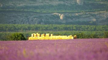 bij bewijs Aan de vervoer platform in lavendel veld. lavendel bestuiving en honing oogsten, vitaal voor bijenstallen, biologisch fiets. langzaam beweging video