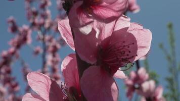 un' vicino su di un' rosa fiore pesca albero primavera fioritura. video