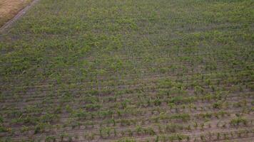 Aerial view of vineyards field plantation on sunset. Cinematic drone aerial view on Green highland valley countryside. Eco farming in wild nature landscape. Tourism, travel concept. video