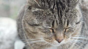 ein süß glücklich grau Tabby Kätzchen Lügen und ruht auf das Fußboden von das Park im das Strahlen von Sonnenlicht, sieht aus beim das Kamera, wackelt es ist Ohren und genießt das Morgen Sonne. video