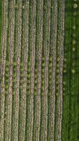 aérien verticale vue sur moderne jardin et vert blé champ dans campagne. champ de blé soufflant dans le vent sur le coucher du soleil. oreilles de orge surgir dans la nature. agronomie, industrie et nourriture production video