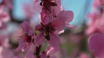 un cerca arriba de un rosado flor melocotón árbol primavera floración. video