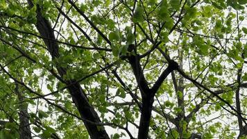 4k lento movimento metraggio di cima dell'albero contro nuvoloso cielo video