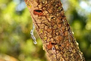 Selective focus on the big mastic drop brighten and twinkle in the sunlight on the bright bokeh backround. Close up of mastic oozes in tears out of the branch of a mastic tree. Chios island, Greece. photo