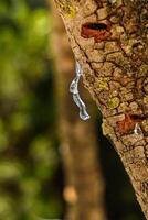 Selective focus on big mastic drop oozes in tears out of the branch of a mastic tree. The resin mastic brightens and twinkles in the sunlight. Vertical pic. Beautiful bokeh background. Chios, Greece. photo