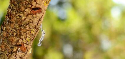 Mastic oozes in tears out of the branch of a mastic tree. Selective focus on the mastic drop brighten and twinkle in the sunlight on the bright bokeh backround. Chios island, Greece. Banner photo