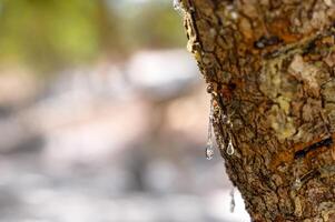 Selective focus on big mastic drops oozes in tears out of the branch of a mastic tree. The resin mastic brightens and twinkles in the sunlight. Vertical pic. Beautiful bokeh background. Chios, Greece. photo