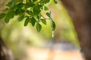 Selective focus on big mastic drops oozes in tears out of the branch of a mastic tree. The resin mastic brightens and twinkles in the sunlight. Vertical pic. Beautiful bokeh background. Chios, Greece. photo