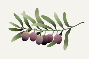 Olive branch gradient digital hand drawn illustration. vector