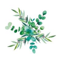 Bouquet of watercolor foliage. Eucalyptus branches. Hand drawn botanical illustration vector