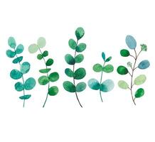 Set of watercolor foliage. Eucalyptus branches. Hand drawn botanical illustration vector