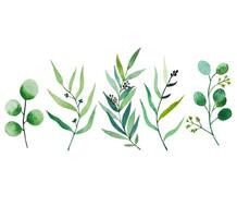 Set of watercolor foliage. Eucalyptus branches. Hand drawn botanical illustration vector