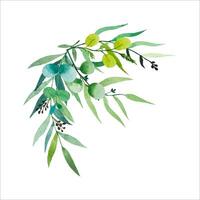 Bouquet of watercolor foliage. Eucalyptus branches. Hand drawn botanical illustration vector