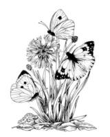 Butterflies on a Flower outline illustration. Drawing of vintage print. Black line art of flying insects with white wings. Hand drawn clipart of cornflower. Linear sketch on white background vector