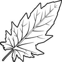 Leaf coloring pages. Leaf outline for coloring book vector