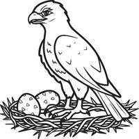 Hawk coloring pages. Hawk bird outline for coloring book vector