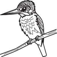 Kingfisher coloring page. A black and white drawing of kingfisher vector