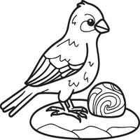 Sparrow coloring pages. Sparrow bird outline for coloring book vector