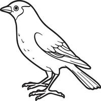 Sparrow coloring pages. Sparrow bird outline for coloring book vector