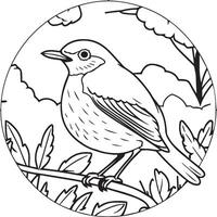 Robin coloring pages. Robin bird outline for coloring book vector