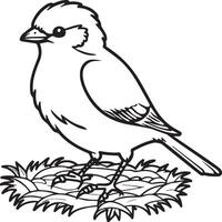 Sparrow coloring pages. Sparrow bird outline for coloring book vector