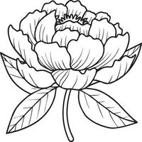 Peony coloring pages. Peony flower outline for coloring book vector