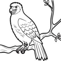 Hawk coloring pages. Hawk bird outline for coloring book vector