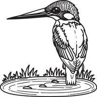 Kingfisher coloring page. A black and white drawing of kingfisher vector