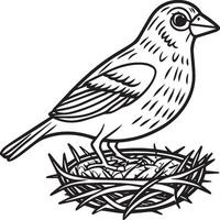 Sparrow coloring pages. Sparrow bird outline for coloring book vector