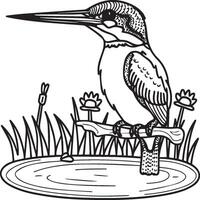 Kingfisher coloring page. A black and white drawing of kingfisher vector