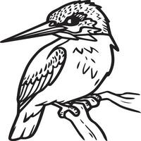 Kingfisher coloring page. A black and white drawing of kingfisher vector