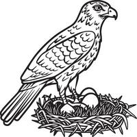 Hawk coloring pages. Hawk bird outline for coloring book vector