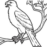 Hawk coloring pages. Hawk bird outline for coloring book vector