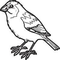 Sparrow coloring pages. Sparrow bird outline for coloring book vector